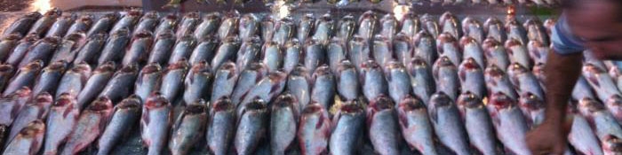 صادرات آبزیان به ۵۸ میلیون دلار رسید