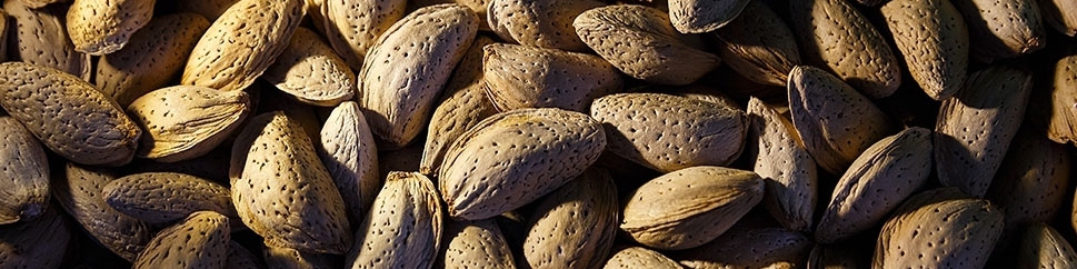 ۸۰ درصد خشکبار ایران صادر می‌شود