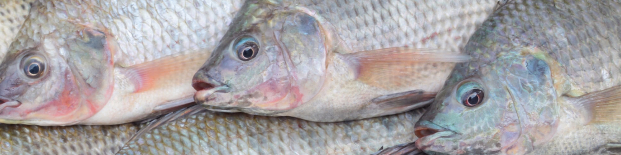 تولید ۷۰ درصدی تیلاپیای نیل در جهان / واردات ۵ سویه اصلاح نژاد شده تیلاپیای نیل