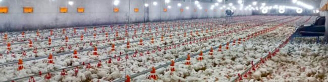 کاهش قیمت جوجه یکروزه/ افزایش تولید مرغ در کشور