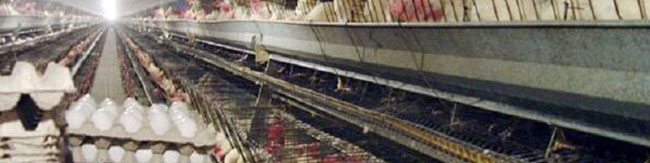 گرما نرخ تخم مرغ را کاهش داد/ مرغ هر کیلو ۸۹ هزار ۸۰۰ تومان