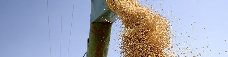 واریز مطالبات گندمکاران به ۵۰ هزار میلیارد تومان رسید