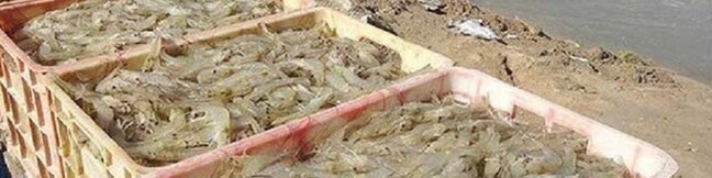 سرمایه‌گذاری ۸ هزار میلیارد تومانی در بخش آبزیان