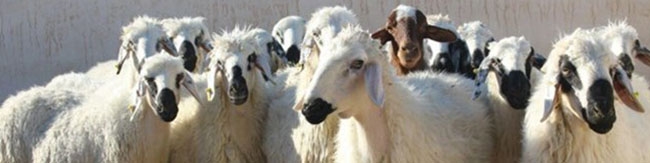 قیمت گوسفند قربانی اعلام شد