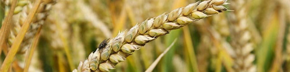 قیمت تضمینی خرید گندم؛ پرونده‌ای که هنوز باز است