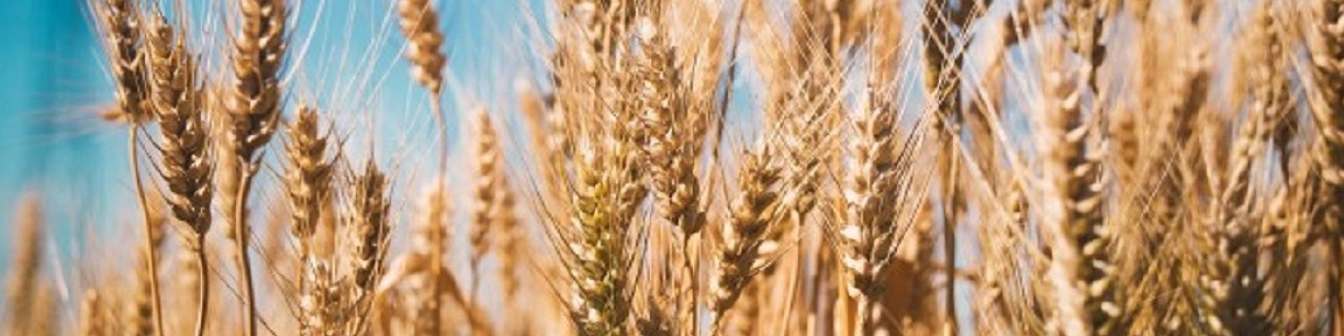 افزایش قیمت کالاهای اساسی در جهان رکوردهای جدیدی را ثبت کرد