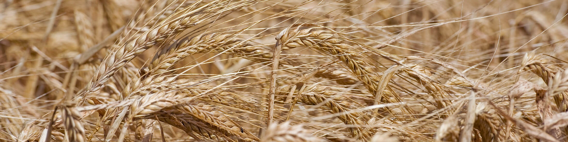 قیمت جهانی گندم همچنان در حال افزایش است