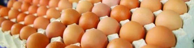 فروش تخم‌مرغ ۲۵ الی ۴۰ درصد پایین‌تر از نرخ مصوب