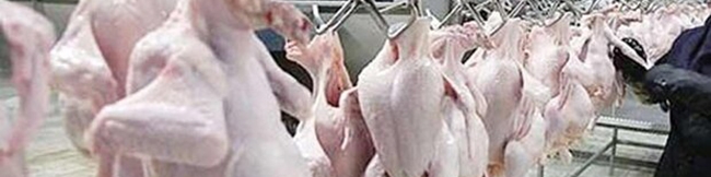 تعادل‏‏‌های موقتی در بازار مرغ