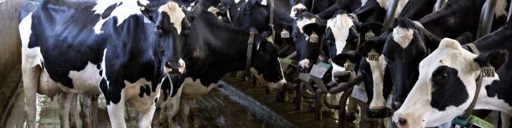 تامین کنجاله سویا در هفته جاری/ پیشنهادی برای قیمت گوشت و شیر