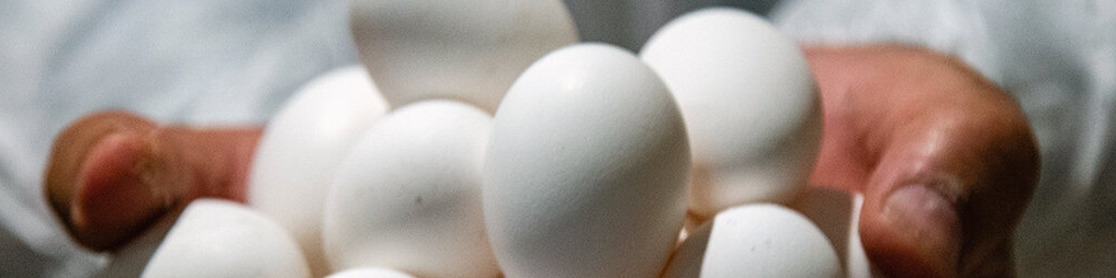 تولیدکنندگان، تخم مرغ را زیر قیمت مصوب می‌فروشند