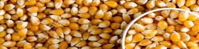 افزایش قیمت خوراک دام در بازارهای جهانی