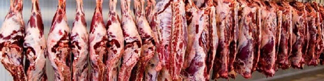 افزایش تولید گوشت قرمز تا ۴ هفته آینده در بازار مشهود می‌شود