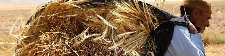 وعده‌های سرخرمنی به گندم‌کاران