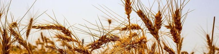 پرداخت پول گندم‌کاران از جیب ابربدهکاران مالیاتی