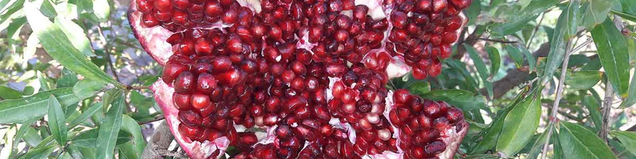 ثبات قیمت انواع صیفی و افزایش اندک انواع میوه در هفته دوم آبان