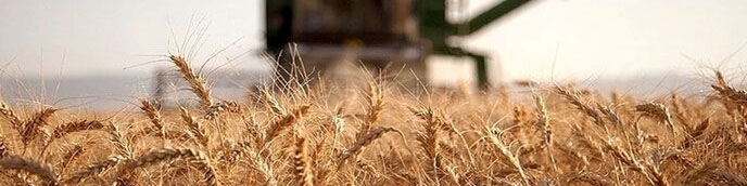 کاهش قیمت جهانی گندم
