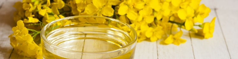 مزیت کشت کلزا برای کشاورزان چیست؟