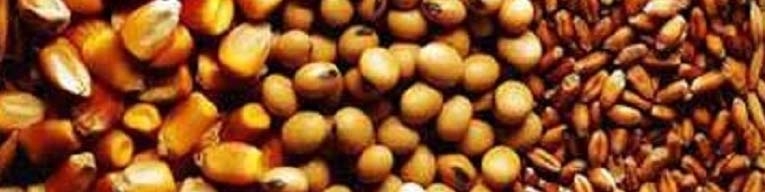 قیمت خوراک دام در مدار ارزانی قرار گرفت