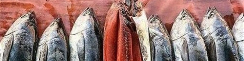 فروش ماهی تن صید داخل ۳۰ درصد گران‌تر از قیمت جهانی/ لزوم تسهیل واردات برای تنظیم بازار تن ماهی