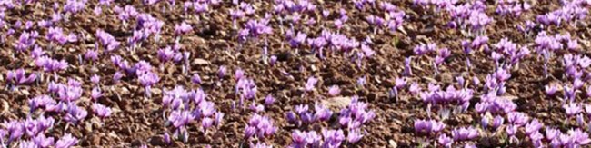 ۸۰ درصد زعفران تولیدی به بازار‌های هدف صادر می‌شود