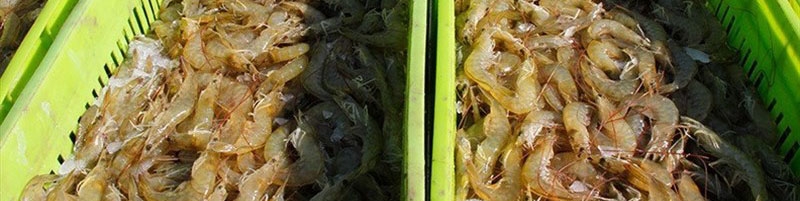 پای جریان نفوذ در انتشار خبر آلودگی میگوی ایران