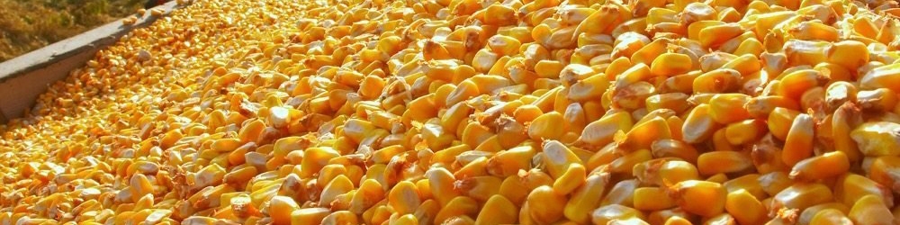 واردات ۳ هزار و ۸۰۰ تن ذرت دامی از روسیه