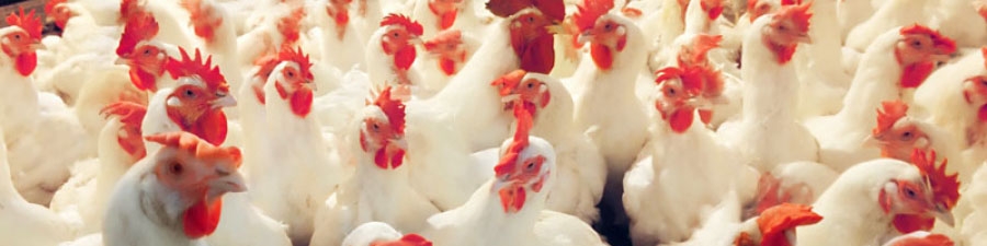 توزیع روزانه ۷ هزار و ۵۰۰ تن مرغ در سطح کشور