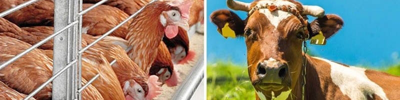 ۹ کشتی نهاده دامی در کشور تخلیه شد