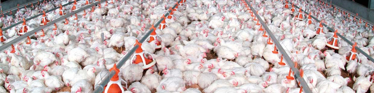 صنعت طیور ایران گسترش‌یافته اما «توسعه‌نیافته» است