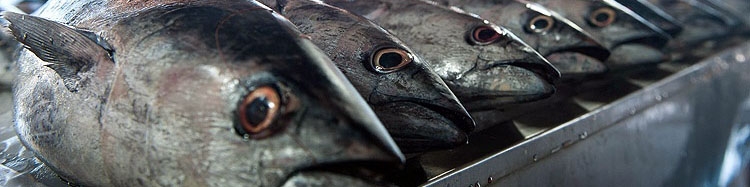 جای خالی آبزیان در سبد غذایی مردم/ از تولیدکنندگان ماهی حمایت شود