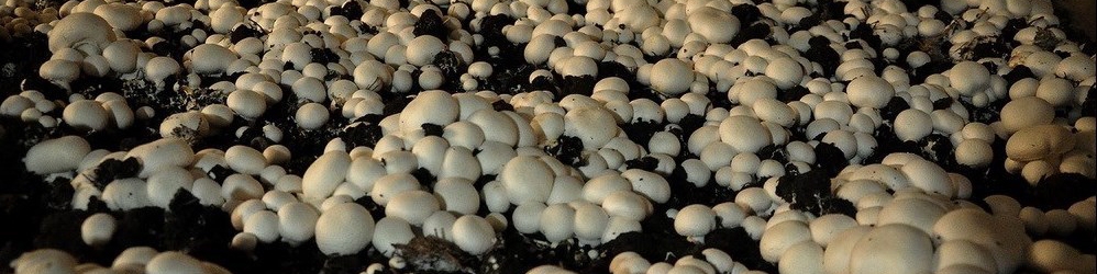 عرضه قارچ بالاتر از ۱۰۰ هزارتومان گران‌فروشی است