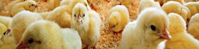 152 میلیون قطعه جوجه‌ریزی در بهمن