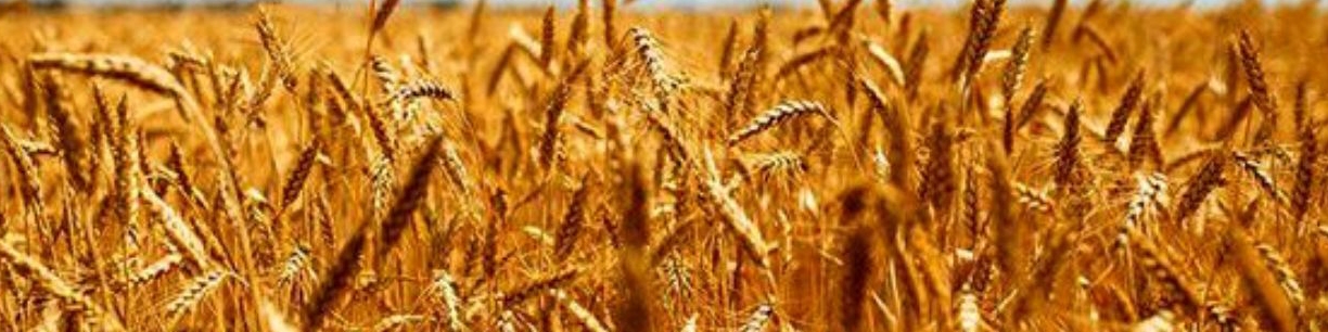 توفیق دولت سیزدهم در رکوردزنی خرید تضمینی و خودکفایی در تولید گندم نان