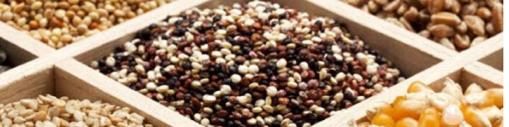 تولید بیش از ۳۰ تن انواع بذر دانه‌های روغنی در کشور