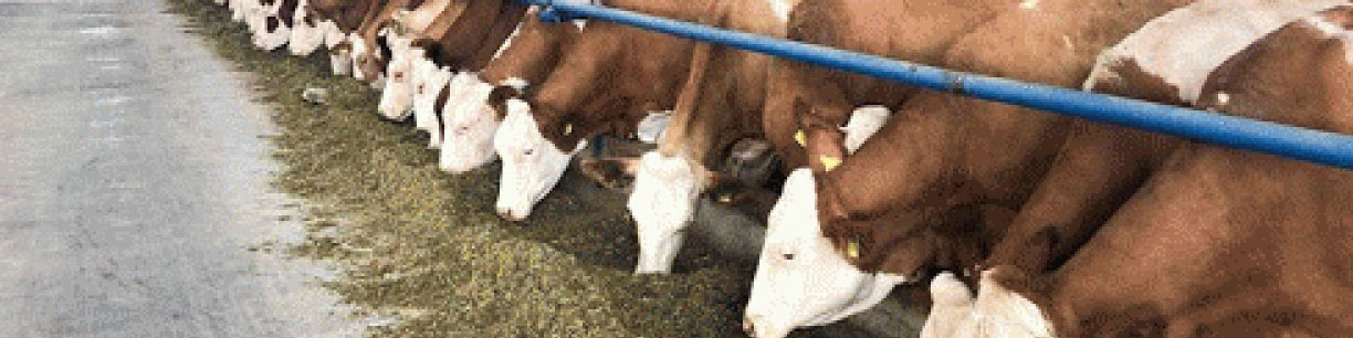 ضرورت اصلاح حریم بهداشتی برای احداث واحدهای دامداری و مرغداری