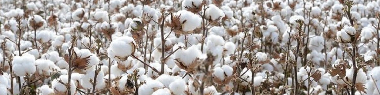 پرداخت یارانه به کشت پنبه راهکاری برای تحقق خودکفایی