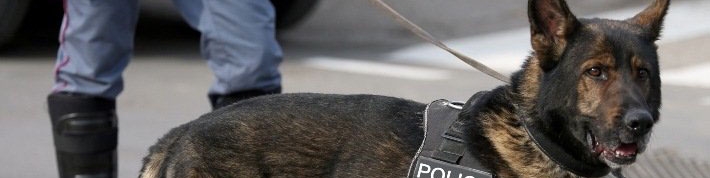 بررسی رابطه پایدار بین انسان ها و سگ ها