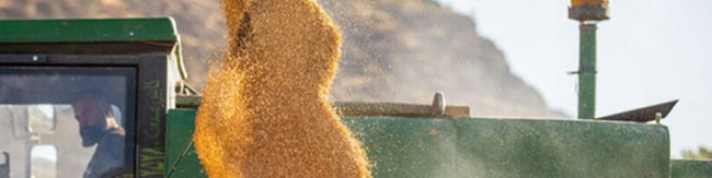 خرید تضمینی ۱.۵ میلیون تن گندم تاکنون/ بدهی ۲۳ همتی به گندمکاران