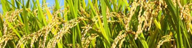 رئیس انجمن واردکنندگان برنج ایران؛ حمایت از تولید داخل و ساماندهی واردات