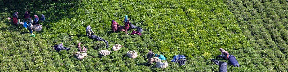 خرید ۴۵ هزار تن برگ سبز چای/ استحصال بیش از ۱۰ هزار تن چای خشک