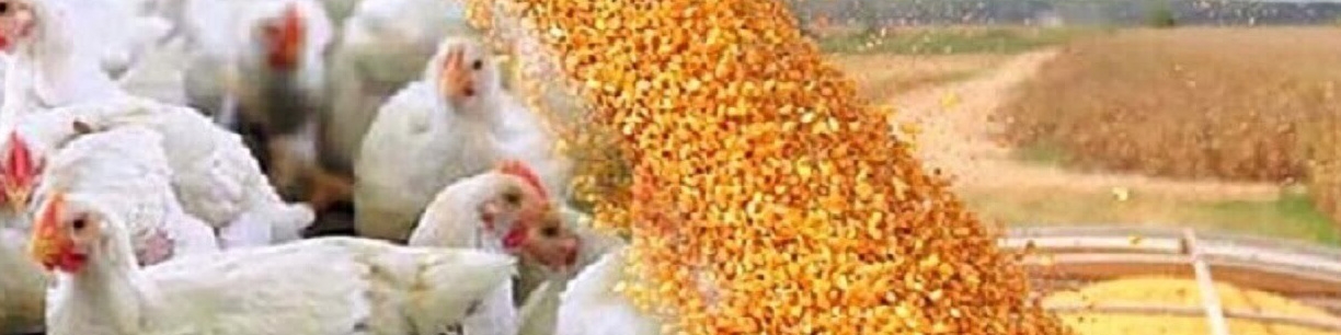 نهاده‌های مورد نیاز ۶ ماه نخست سال تامین است