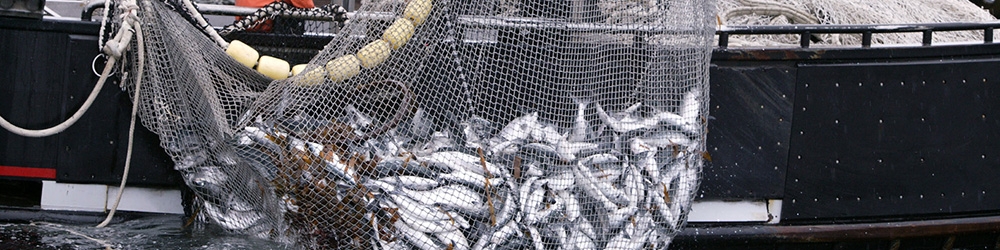 میزان برداشت از دریا بر اساس توصیه کارشناسان باشد