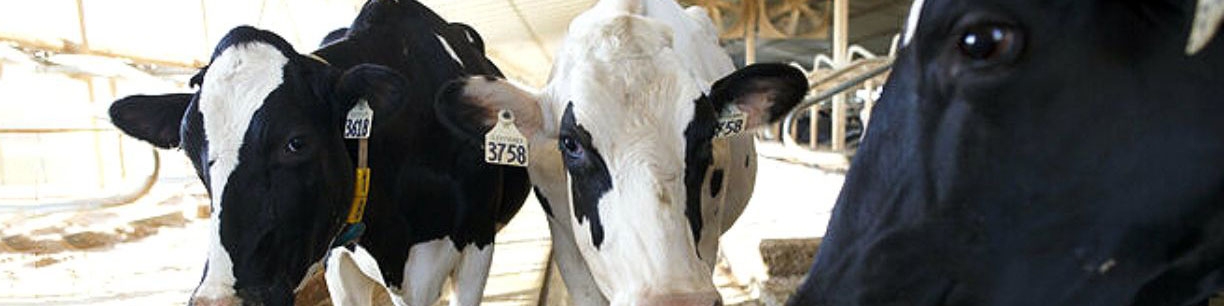 وفور عرضه دام در روزهای تاسوعا و عاشورای حسینی/ عرضه گوشت گوساله در بازار