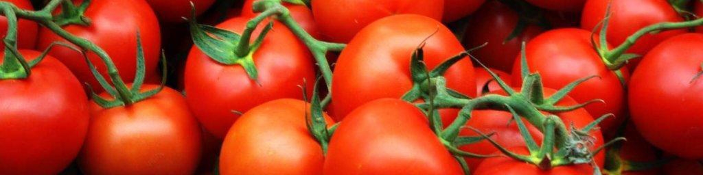 گوجه‌فرنگی آبان و آذر گران نمی‌شود