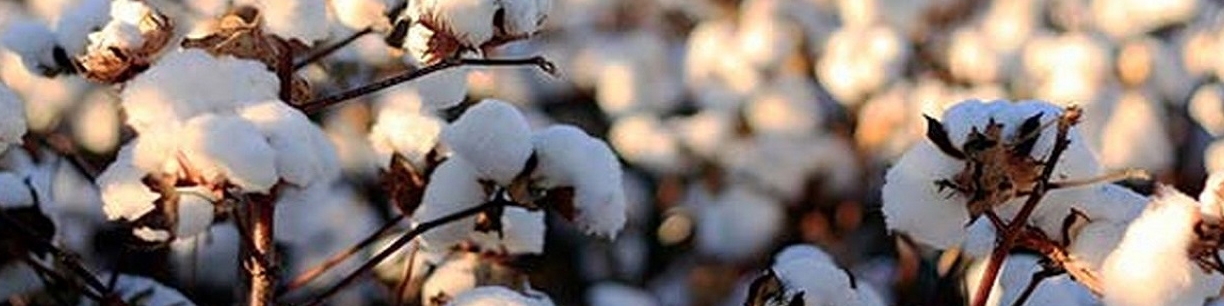 صرفه‌جویی حداقل ۳۰۰ میلیون دلار ارز با خودکفایی پنبه