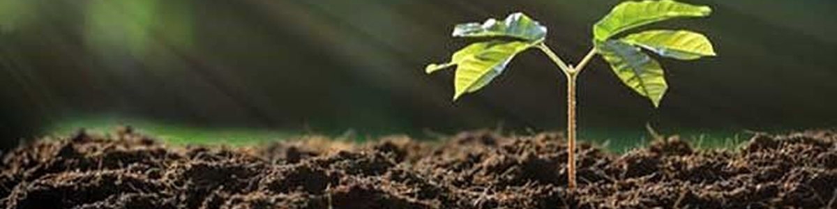 افزایش ۶ برابری قیمت کودکشاورزی تولید را کاهش می‌دهد