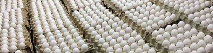 قیمت تخم‌مرغ درب مرغداری‌ها هر کیلوگرم ۵۳ هزار تومان است