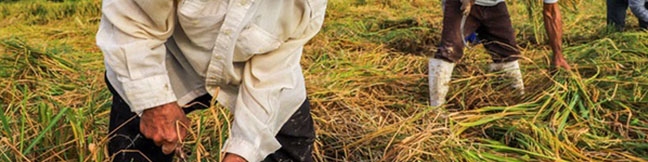 سرگردانی کشاورزان در ‌بلاتکلیفی بهای گندم‌‌