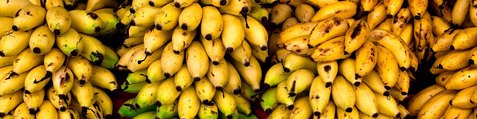 پیش‌شرط‌های واردات موز در ازای صادرات سیب ​/ طرح تهاتر میوه در برابر میوه ایراد دارد